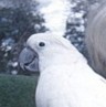 Happy the cockatoo
